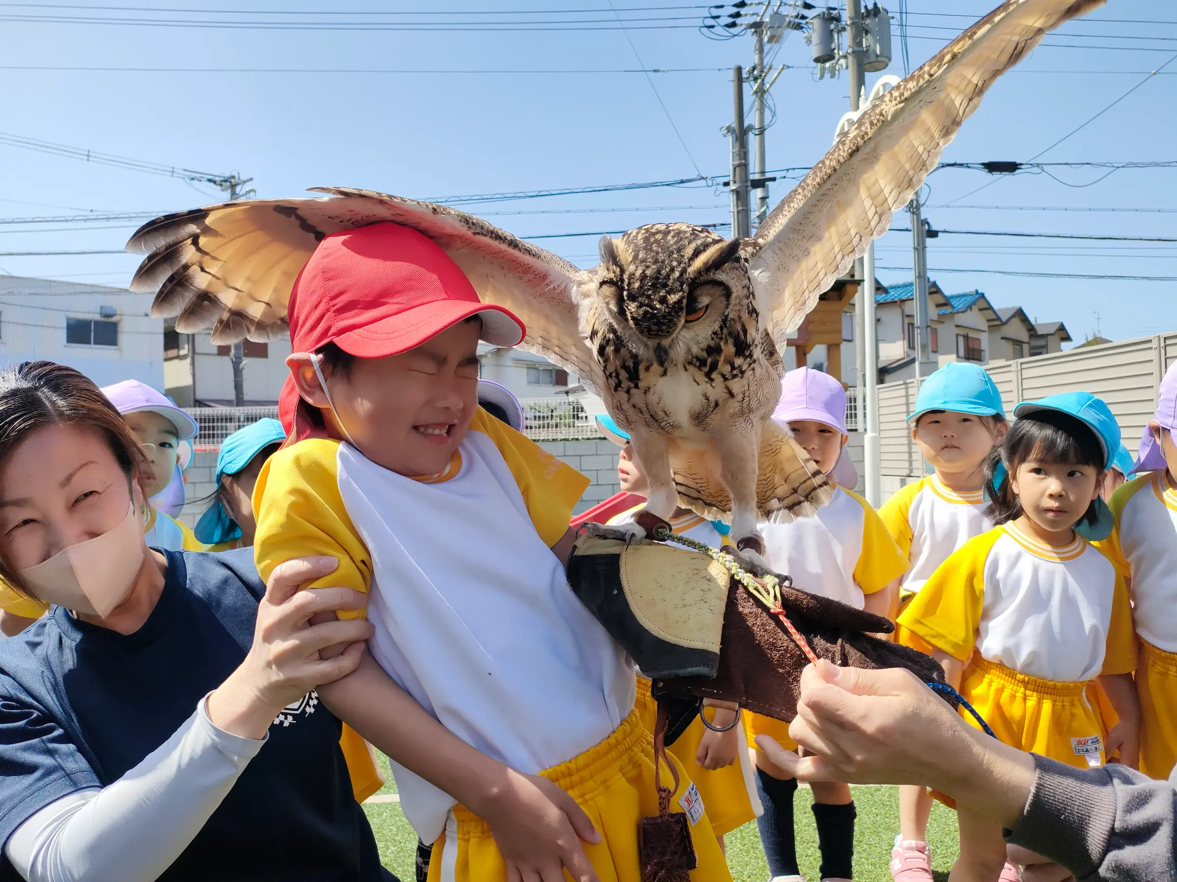 フクロウと遊んでいる